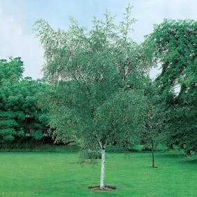 Prydnadsträd Vårtbjörk Omnia Garden 125-150 cm