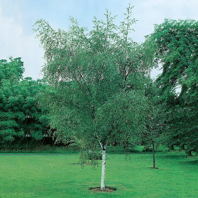 Prydnadsträd Vårtbjörk Omnia Garden 125-150 cm