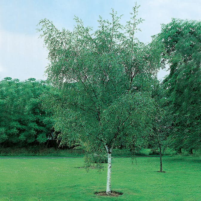 Vårtbjörk Omnia Garden 60-100 cm
