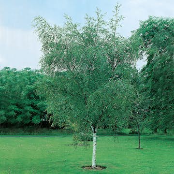 Vårtbjörk Omnia Garden 60-100 cm