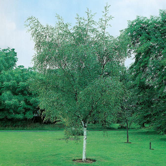 Högstamsträd Omnia Garden Vårtbjörk, Alléträd 300-400 cm för Trädgård & Utemiljö