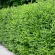 Planta Vinterliguster Liga @Plant 50-80cm, 100st, 6-10 Grenar
