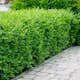 Planta Vinterliguster Liga @Plant 50-80cm, 100st, 6-10 Grenar