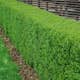 Planta Vinterliguster Liga @Plant 50-80cm, 100st, 6-10 Grenar