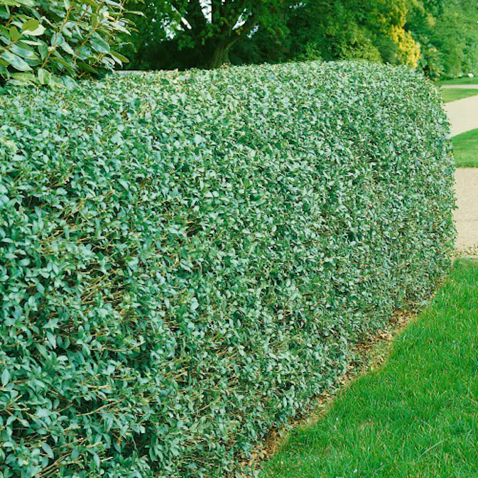 Häck Omnia Garden Vinterliguster Liga 50-80 cm 6-10 Grenar