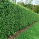 Planta Vinterliguster Liga @Plant 50-80cm, 100st, 6-10 Grenar