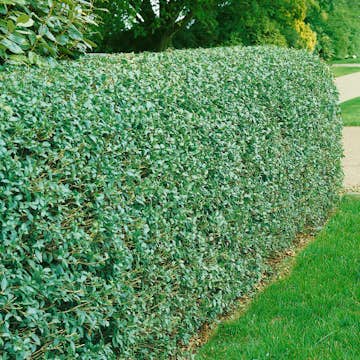 Häck Omnia Garden Vinterliguster Liga 50-80 cm 6-10 Grenar