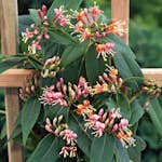 Klätterväxt Vintertry Omnia Garden 40-60 cm