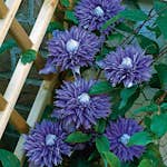 Klätterväxt Violettblå Patens Klematis Omnia Garden 40-60 cm