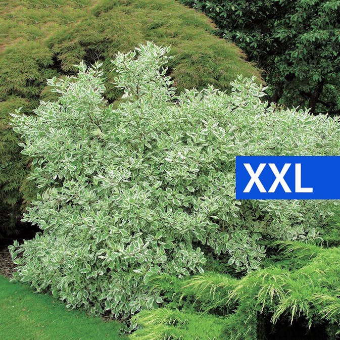 Buske Vitbrokig Kornell @Plant 125-150cm
