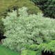 Buske Vitbrokig Kornell @Plant 125-150cm