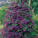 Klätterväxt Viticella Klematis Omnia Garden 40-60 cm