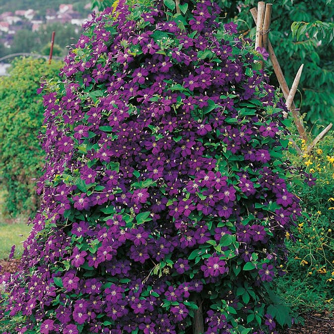 Klätterväxt Viticella Klematis Omnia Garden 40-60 cm