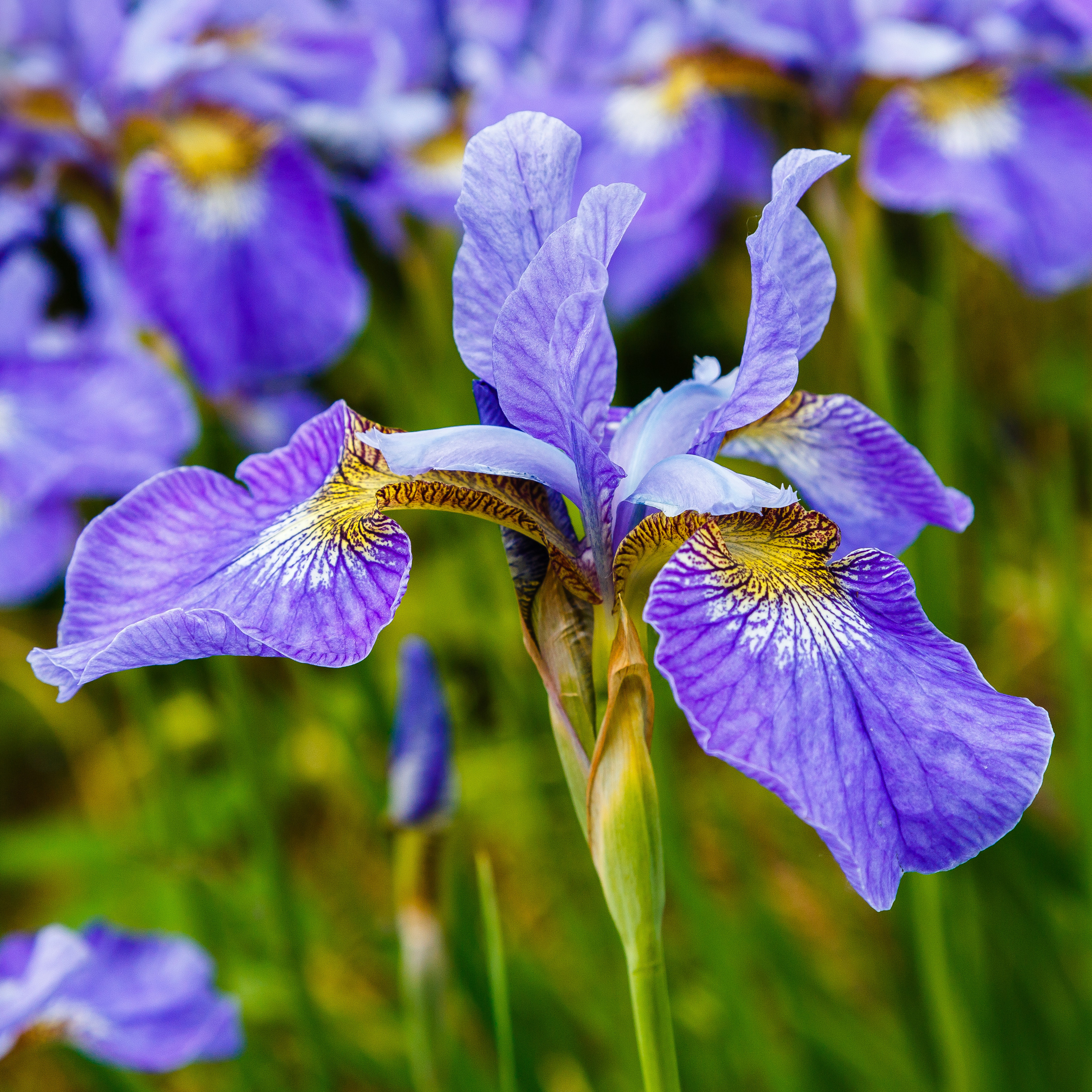 Häck Omnia Garden Dvärgpraktspirea 10-20cm Krukodlade