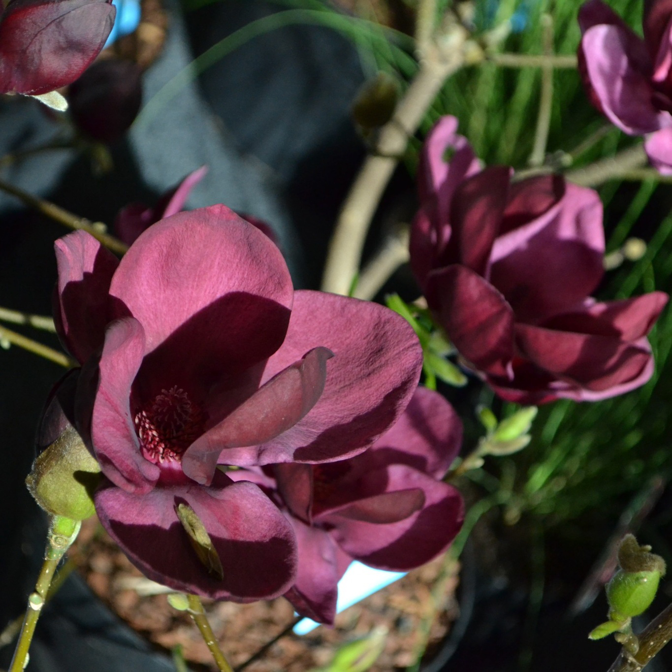 Prydnadsbuske Omnia Garden Rosenmagnolia Genie 80-100 cm
