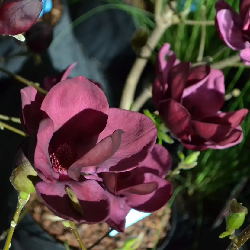 Prydnadsbuske Omnia Garden Rosenmagnolia Genie 80-100 cm