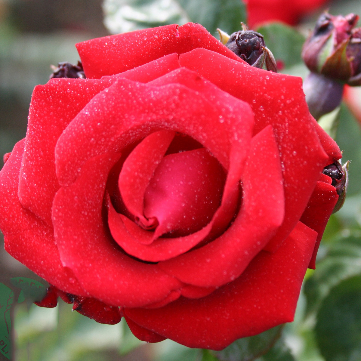 Storblommig Klätterros Omnia Garden Santana