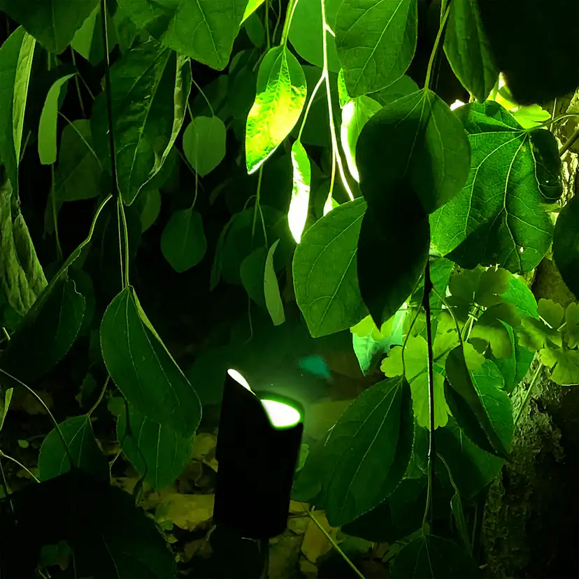 Markspot Lightson Medusa