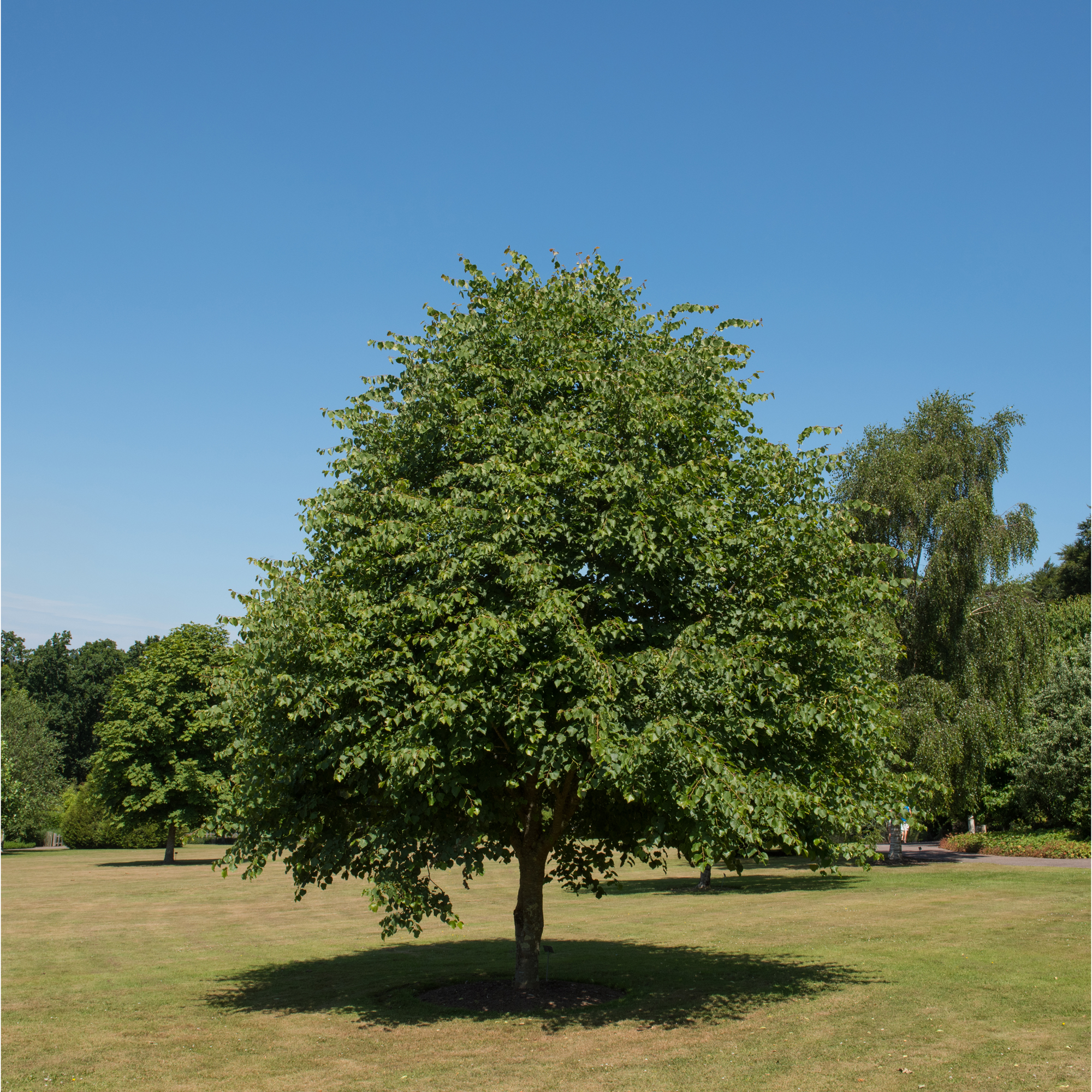 Högstamsträd Omnia Garden Skogslind Alléträd med Gröna Löv & Gulvit Blomning, 300-400 cm