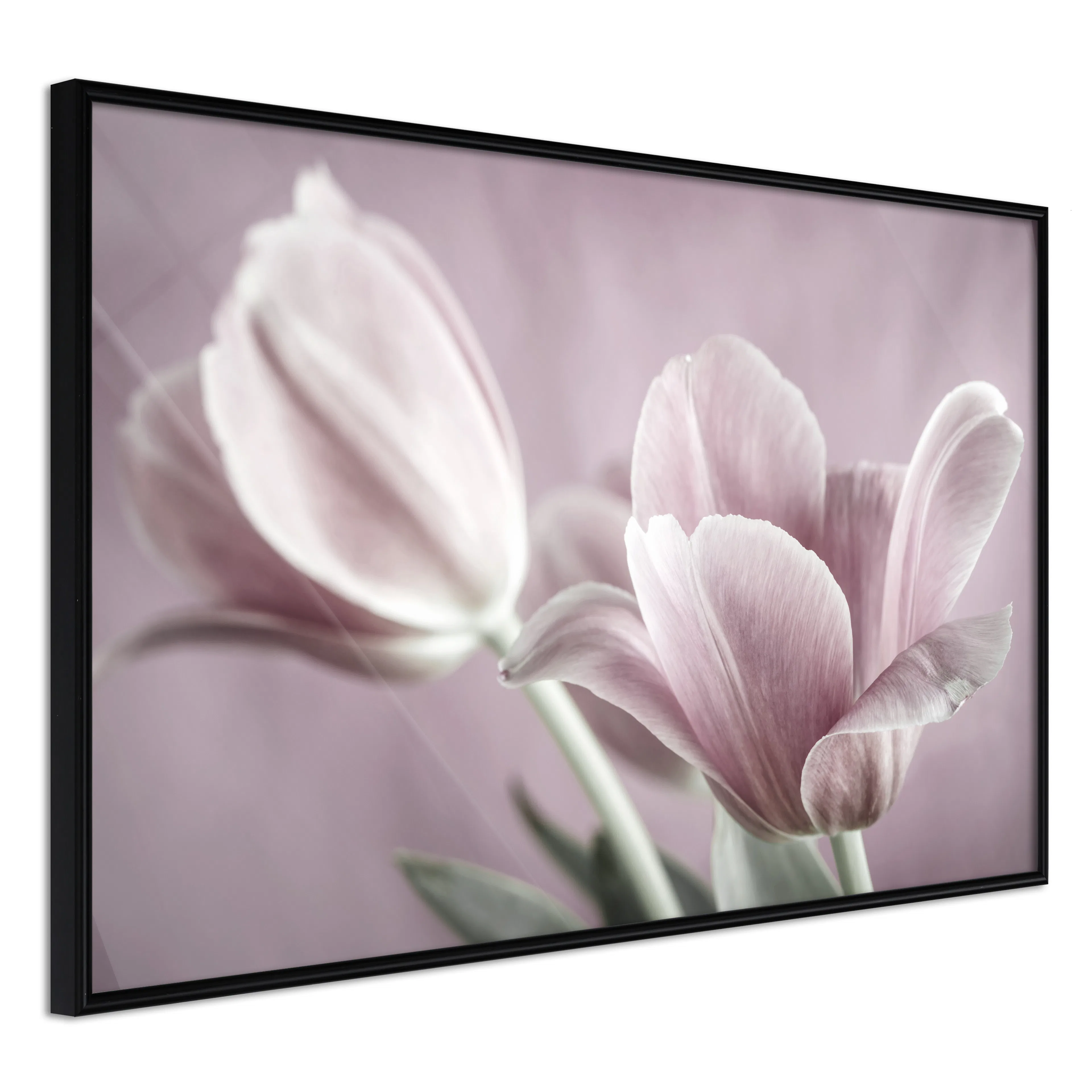 Affisch - Pink Tulips [Poster] 30x20 Svart ram, 30x20 cm