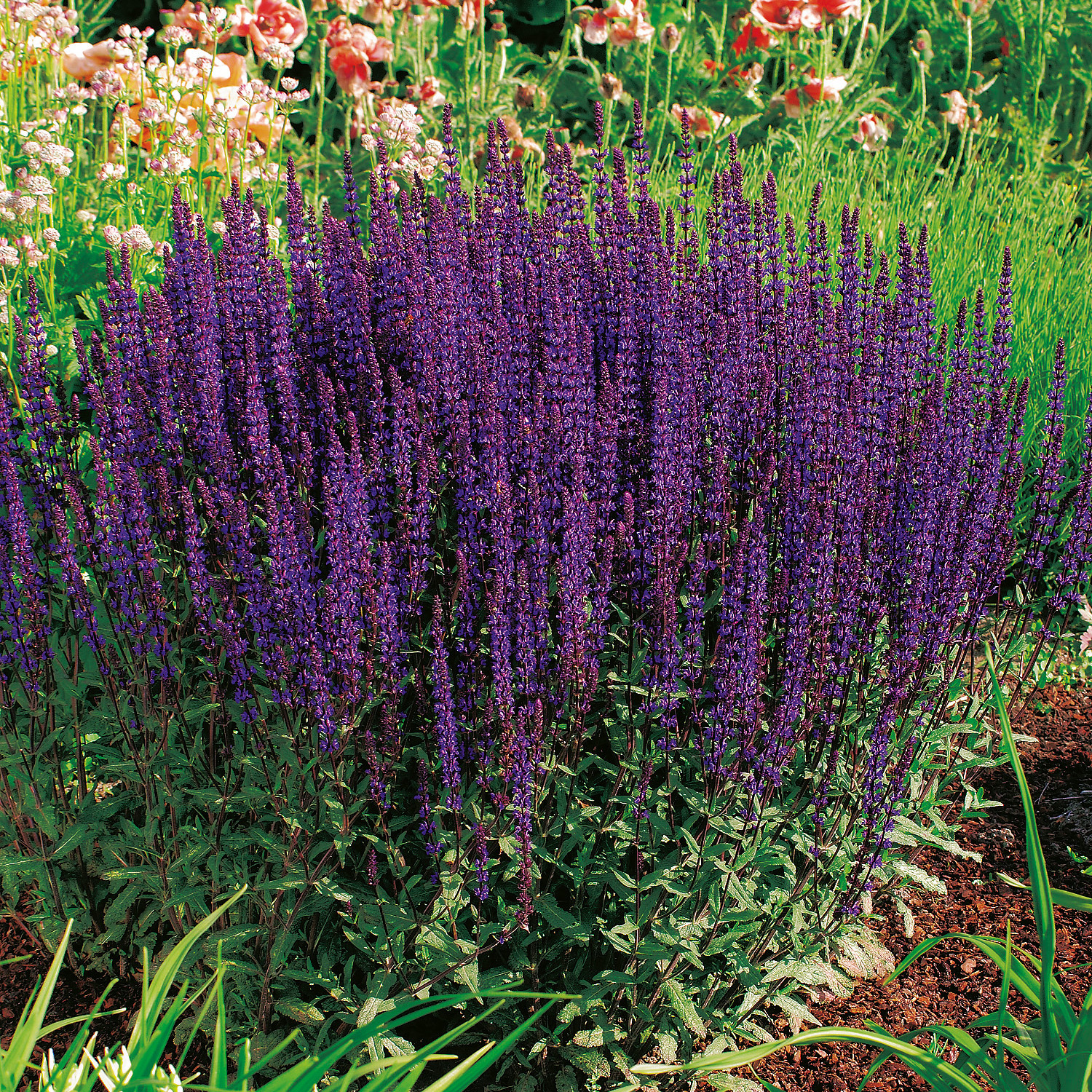 Stäppsalvia Omnia Garden Caradonna