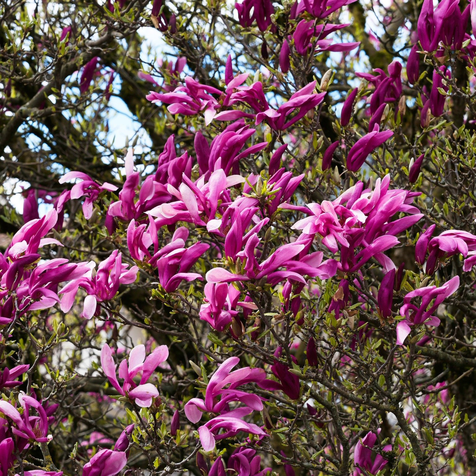 Prydnadsbuske Omnia Garden Liljemagnolia Nigra 60-80 cm