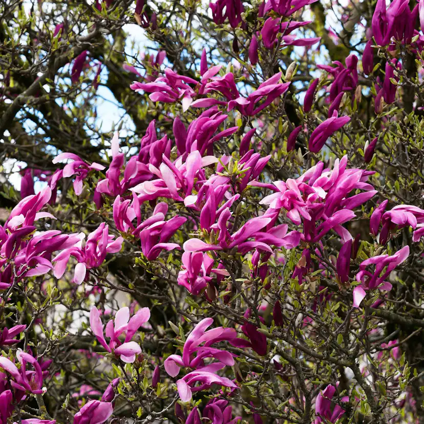 Prydnadsbuske Omnia Garden Liljemagnolia Nigra 60-80 cm