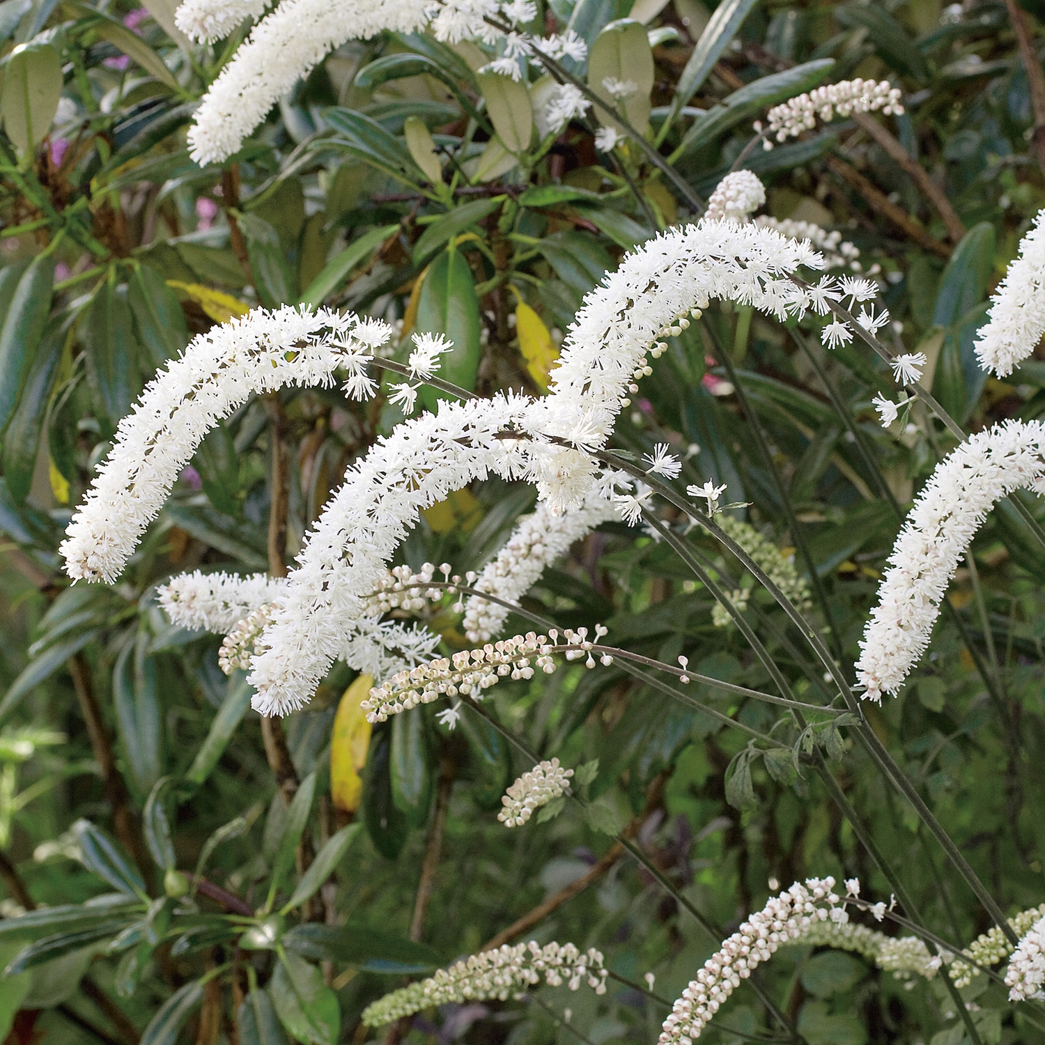 Perenn Omnia Garden Höstsilverax Brunette