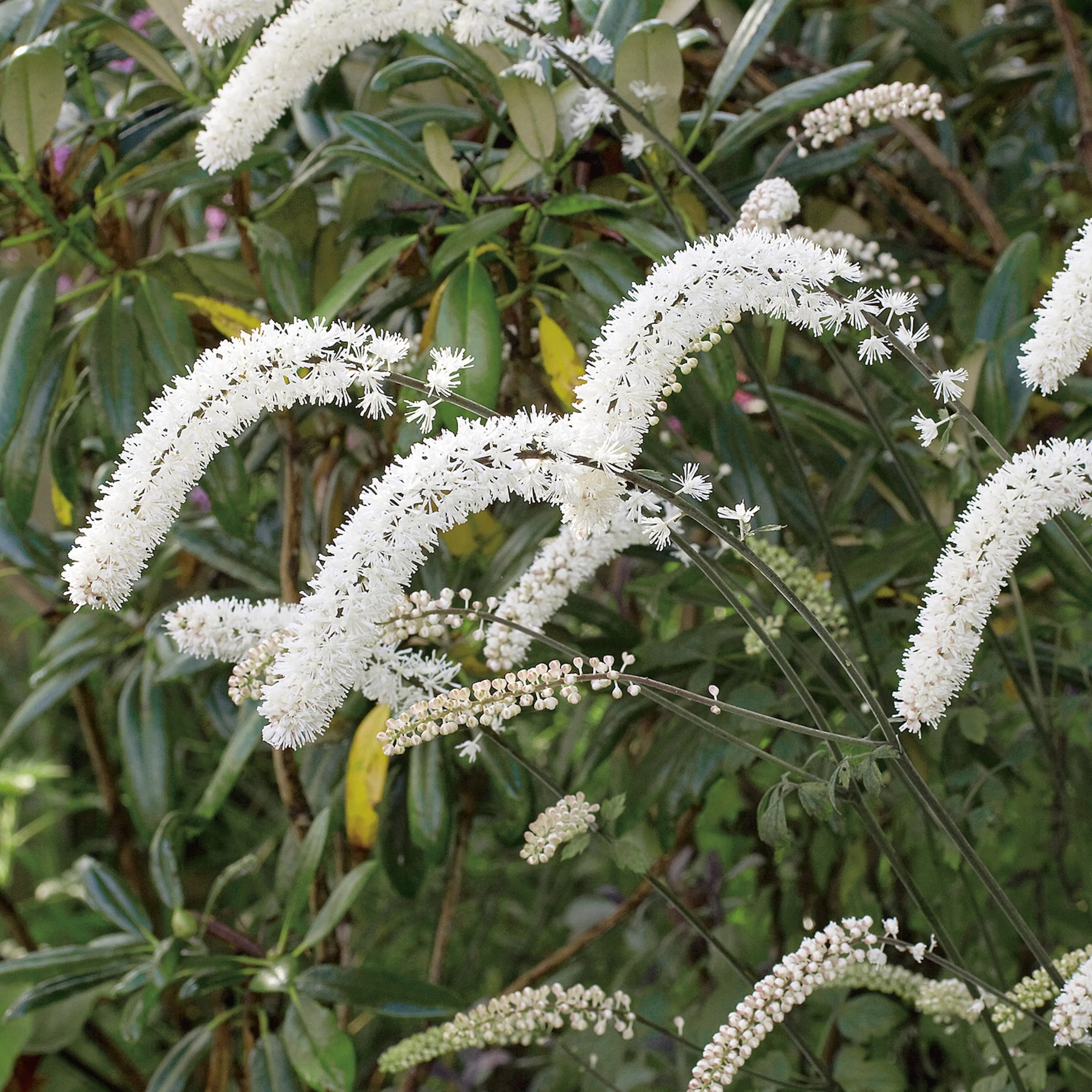 Actaea simplex 'Brunette', 2L 1-pack