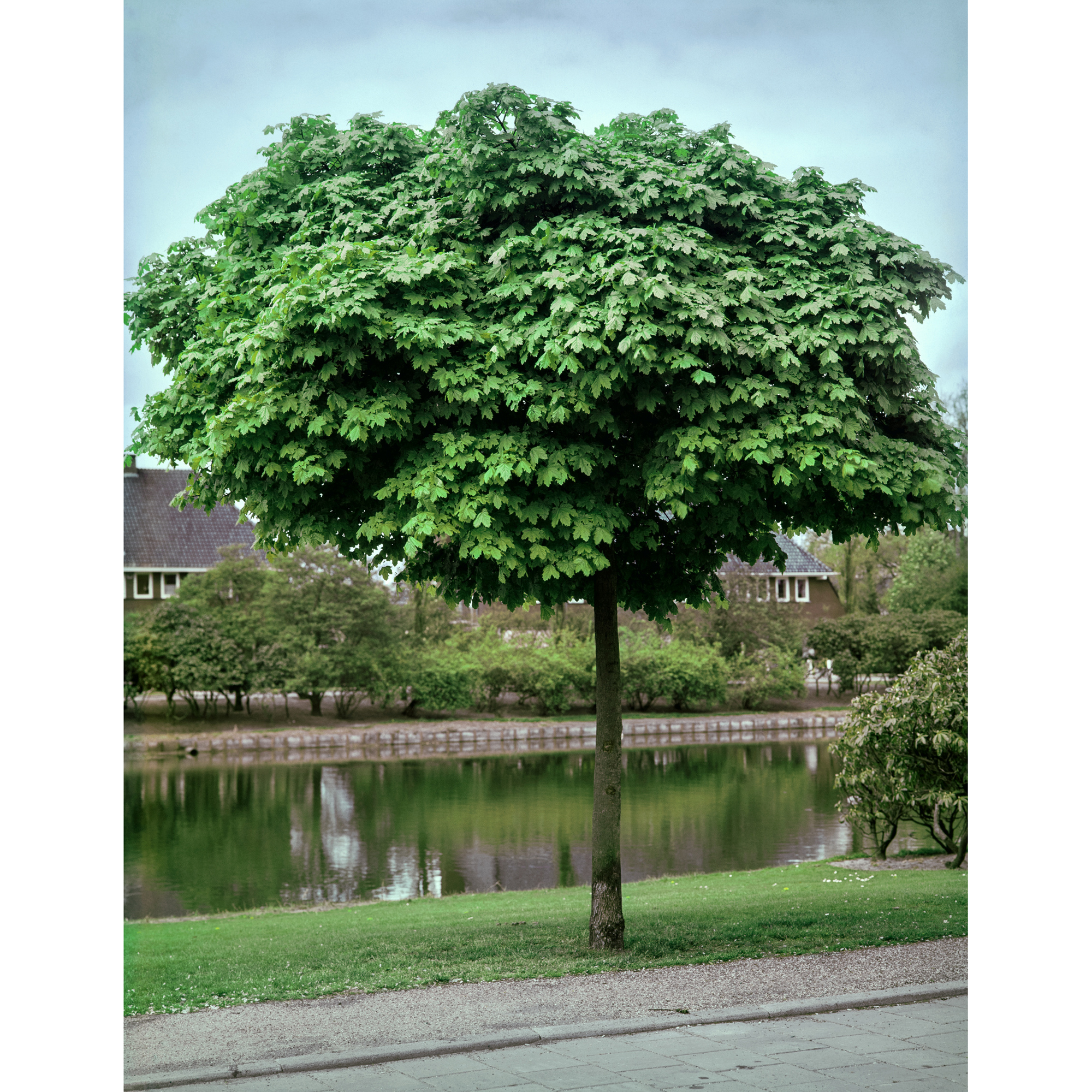 Prydnadsträd Omnia Garden Klotlönn, Grönt Lövverk & Gul Blomning, 8-10cm