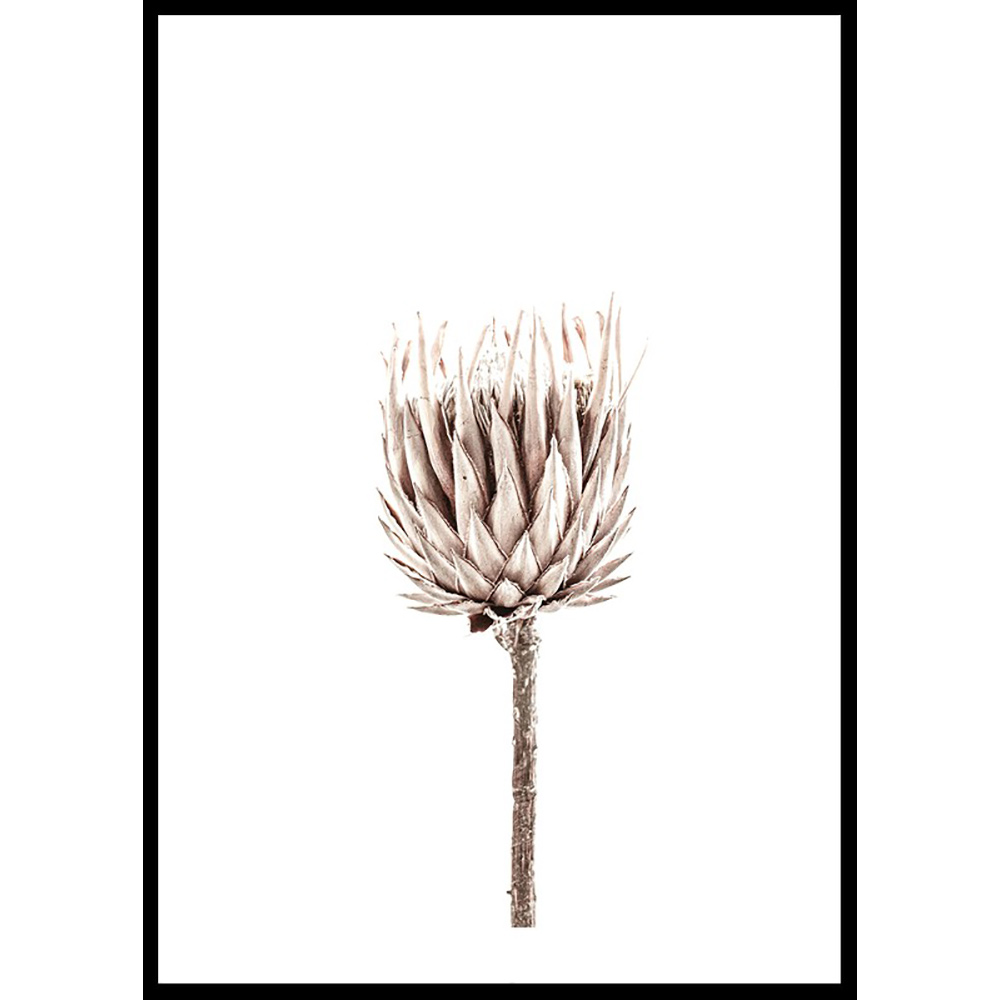 Poster Gallerix Dried Flower Up Close