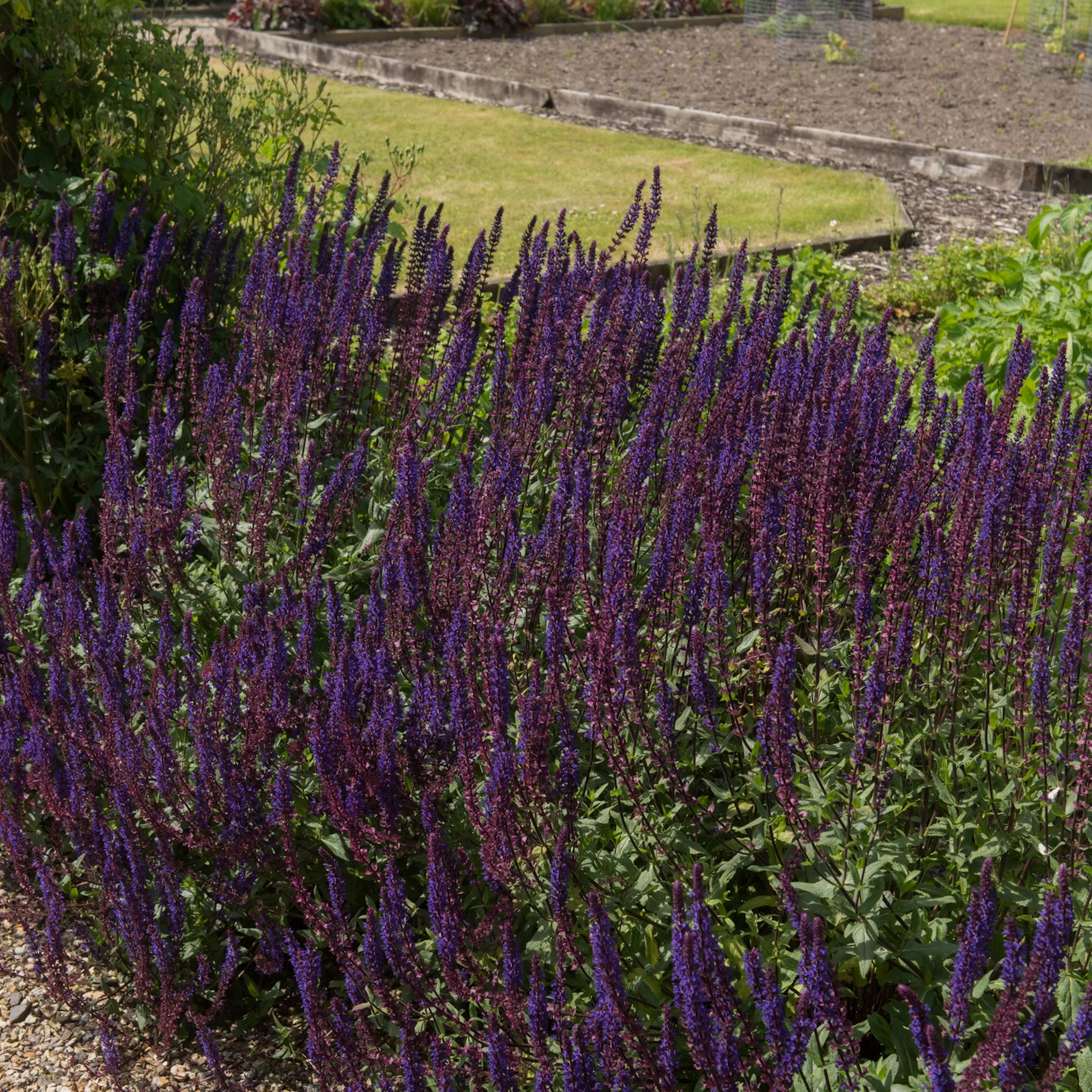 Perenn Omnia Garden Stäppsalvia Mainacht