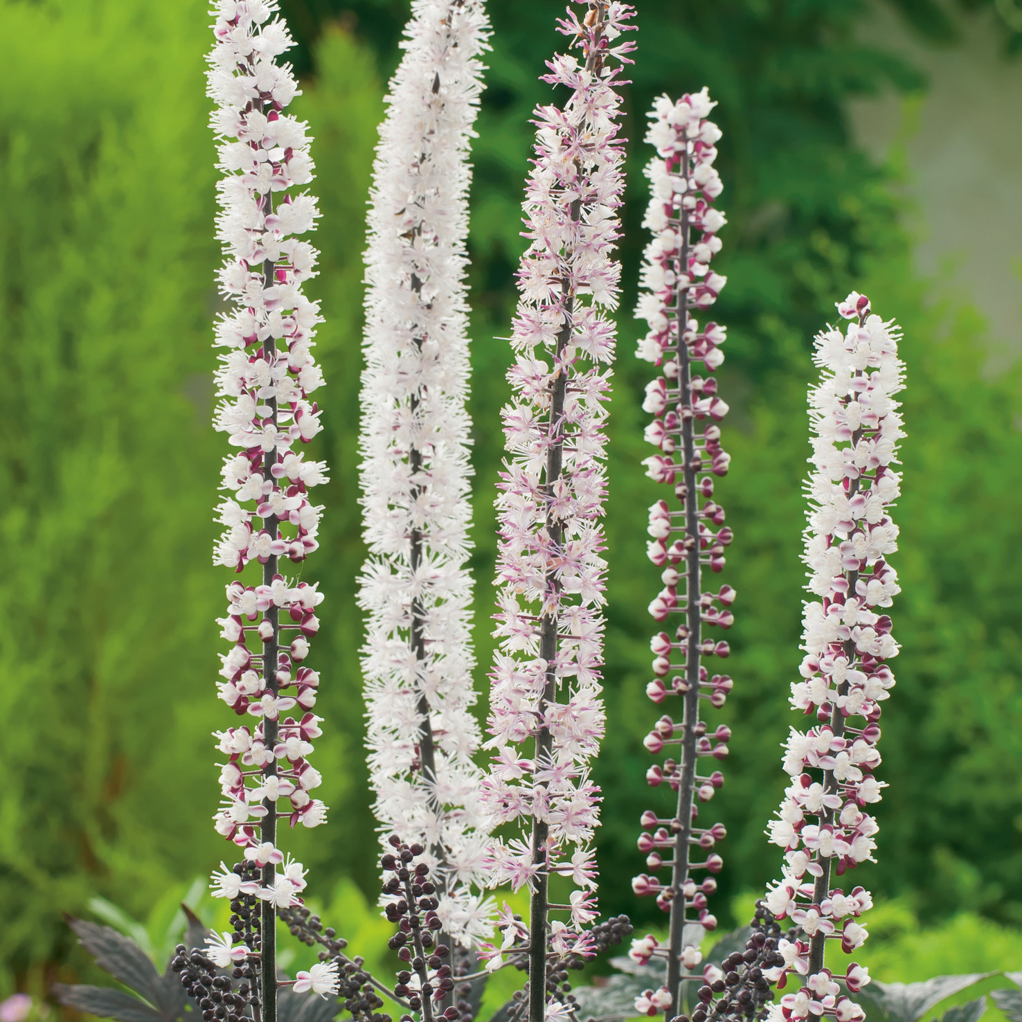 Perenn Omnia Garden Höstsilverax Pink Spike
