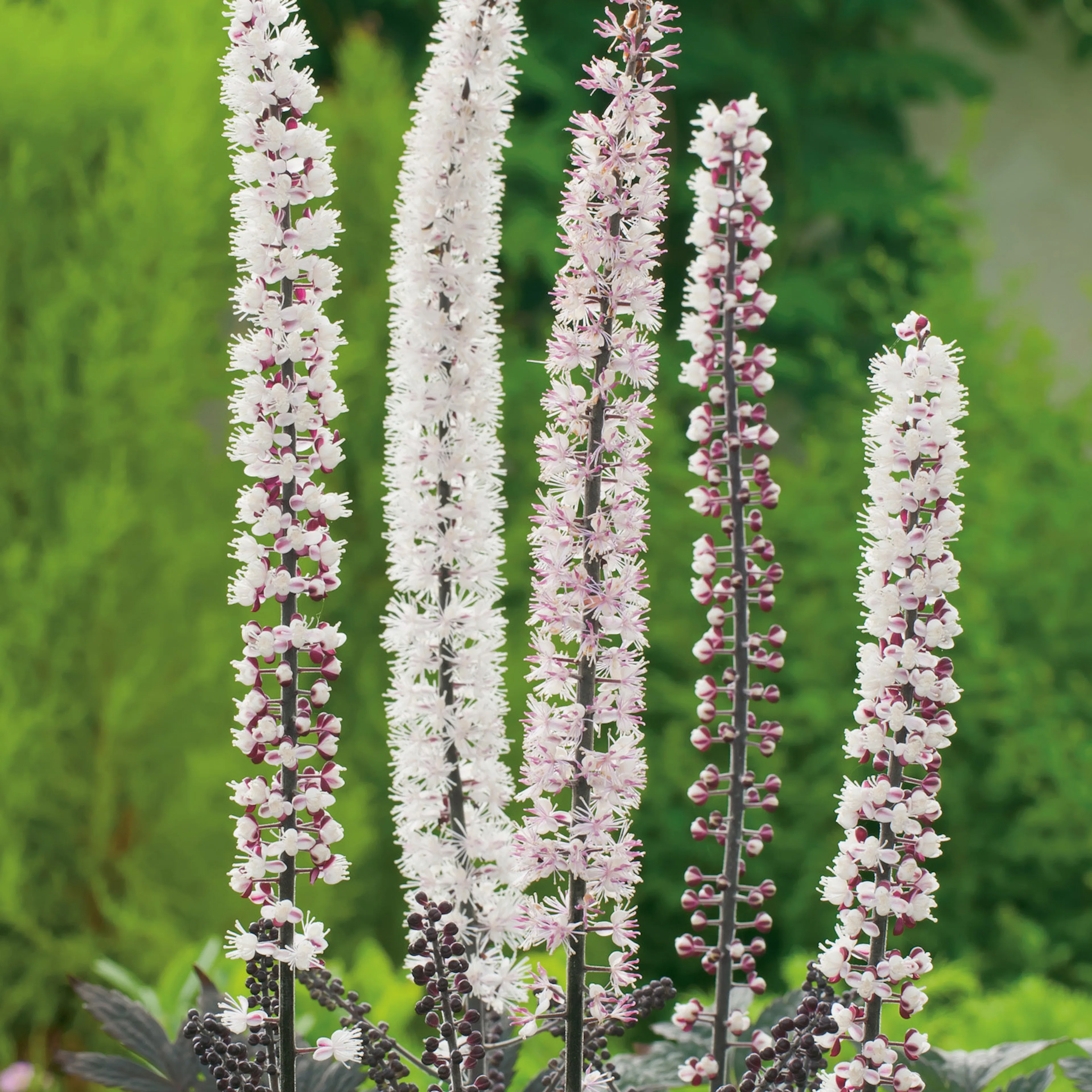 Perenn Omnia Garden Höstsilverax Pink Spike