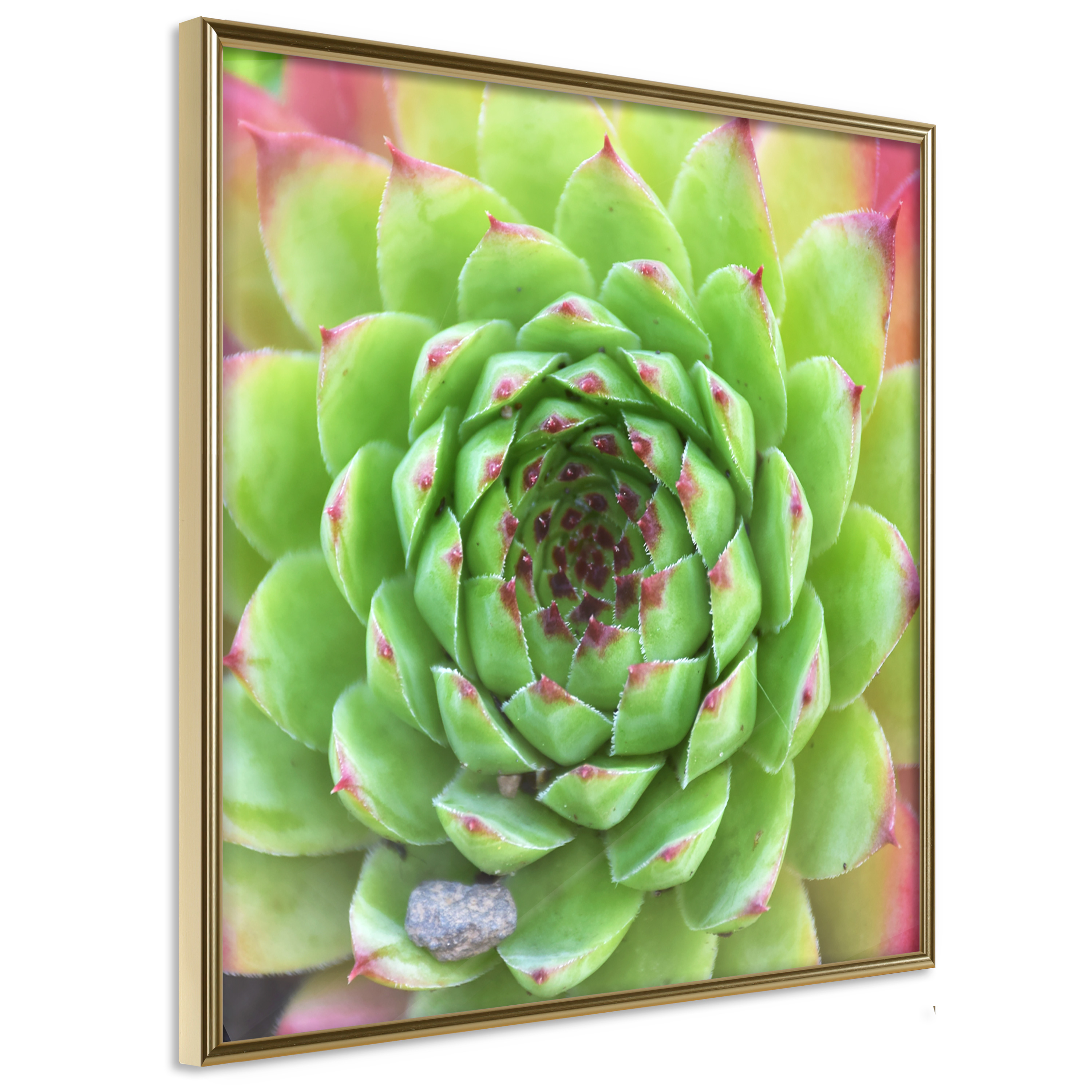 Affisch - Succulent (Square) [Poster] 20x20 Guld ram, 20x20 cm