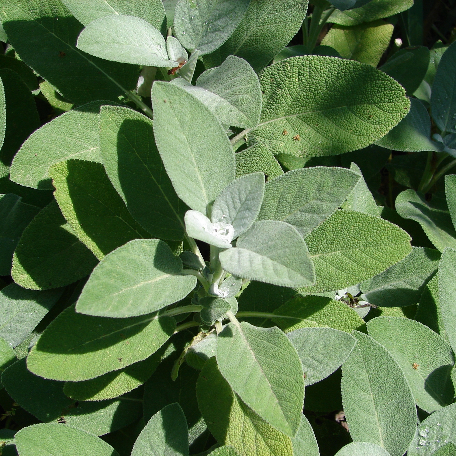 Kryddsalvia Omnia Garden Berggarten