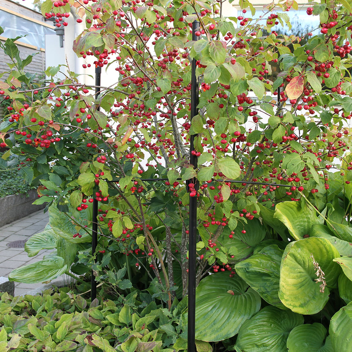 Buskstöd Flexigarden Delta