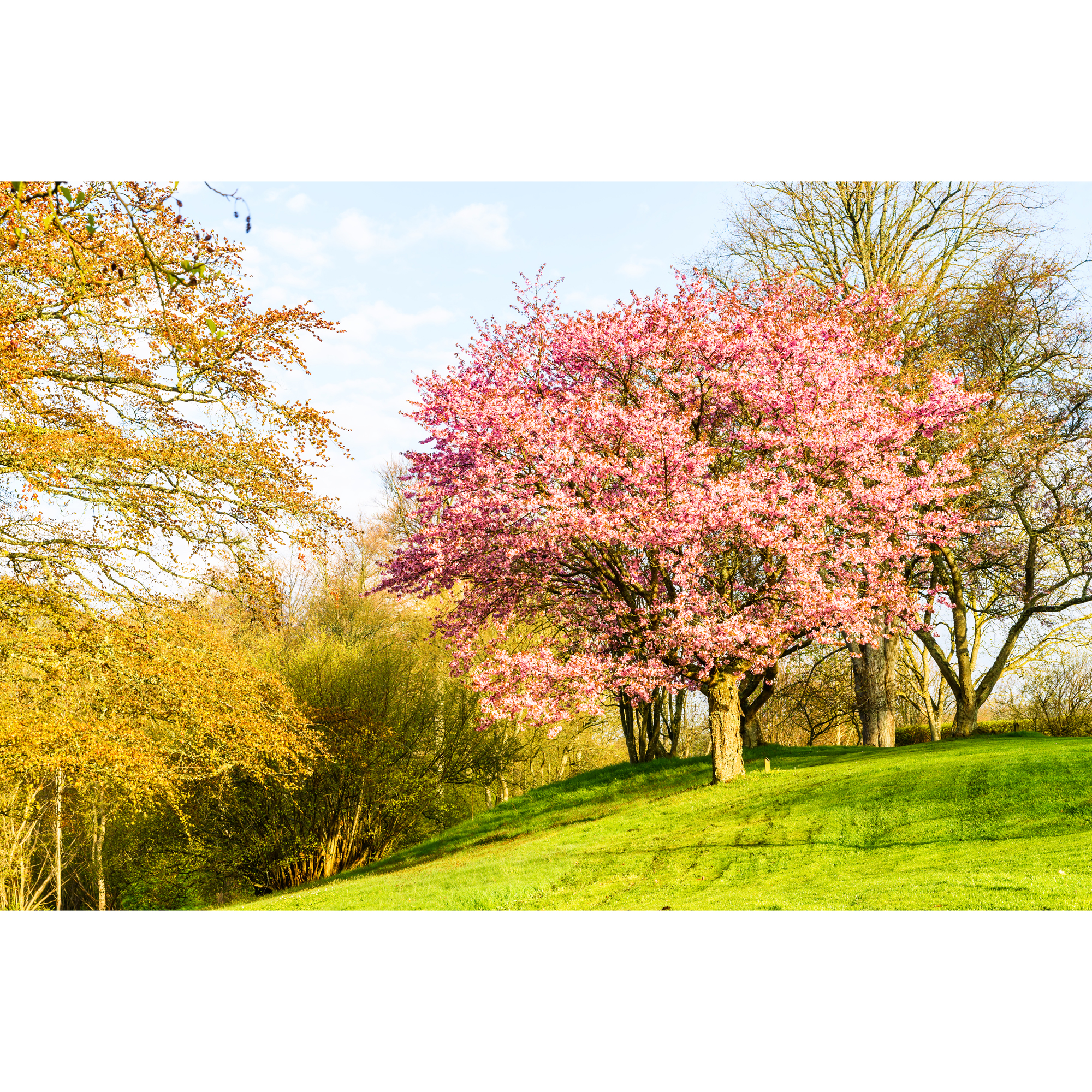 Bergkörsbär Omnia Garden Japanskt Prydnadsträd 300-400 cm, Rosa/Mörkröd Blomning, Alleträd, Högstamsträd