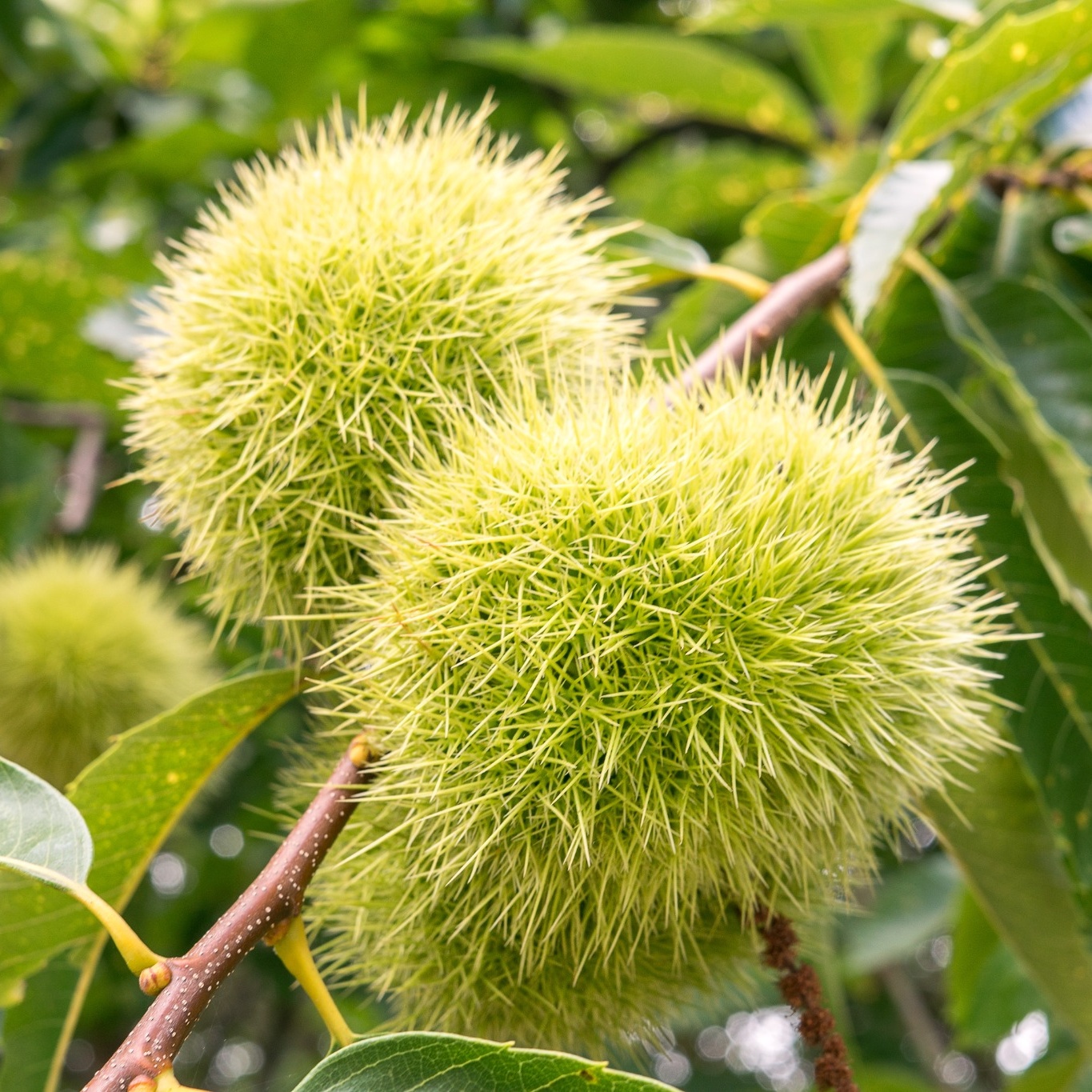 Äkta Kastanj Omnia Garden Castanea Sativa Högstam