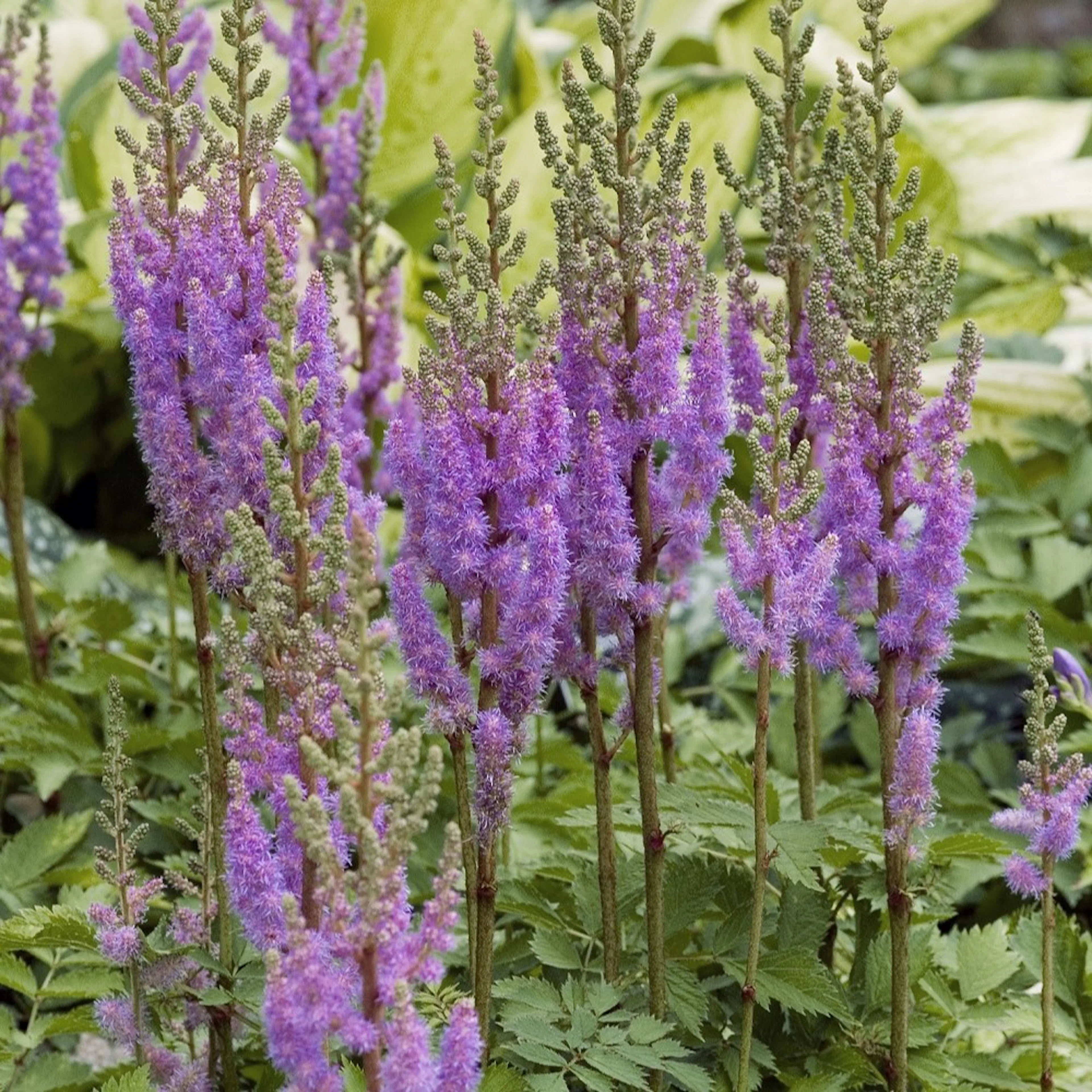 Snittblomma Omnia Garden Dvärgastilbe