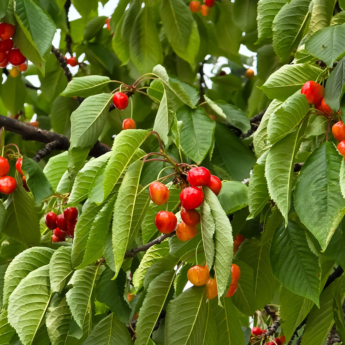 Sötkörsbärsträd Omnia Garden Gårdebo E