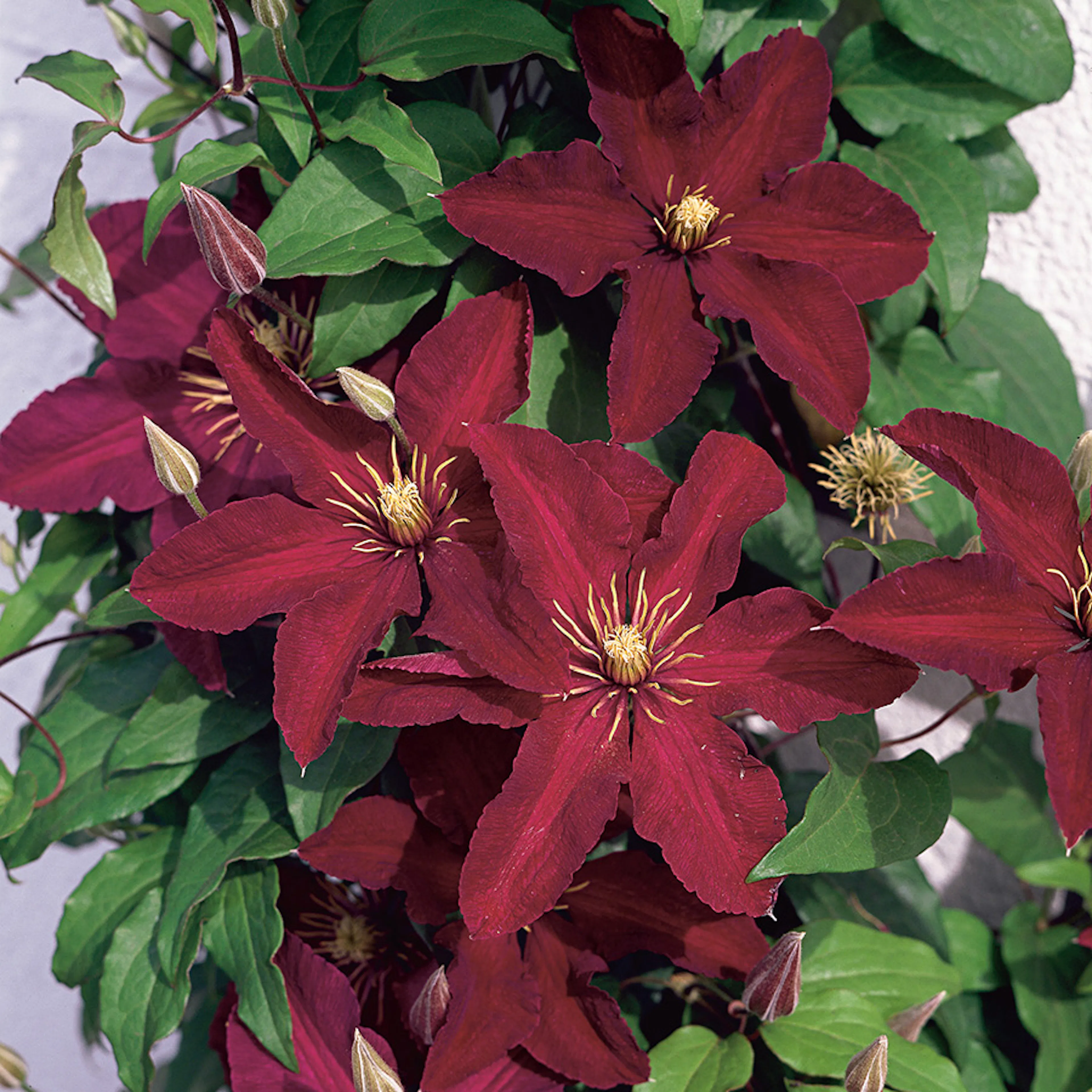 Klätterväxt Jackmanii Klematis Omnia Garden 40-60 cm
