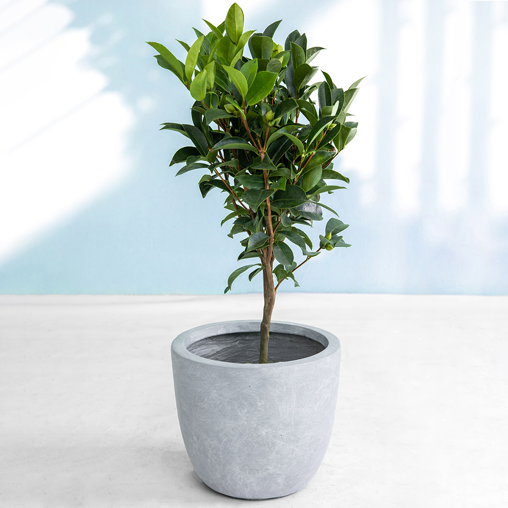 Kruka Lyfco Rund Ljusgrå 1-pack