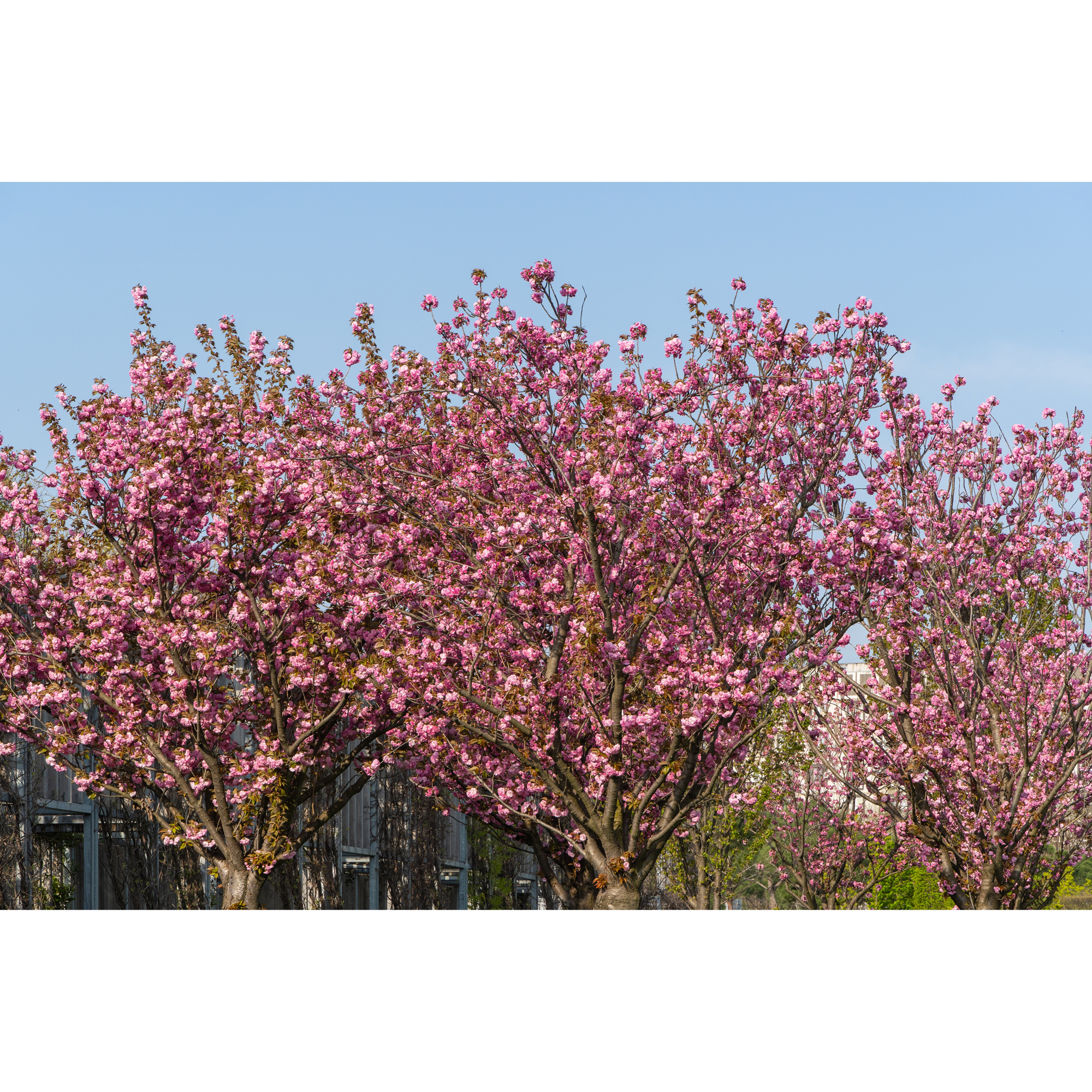 Pryndadsträd Omnia Garden Frilandsodlat Japanskt Körsbärsträd 350-450 cm, Högstamsträd