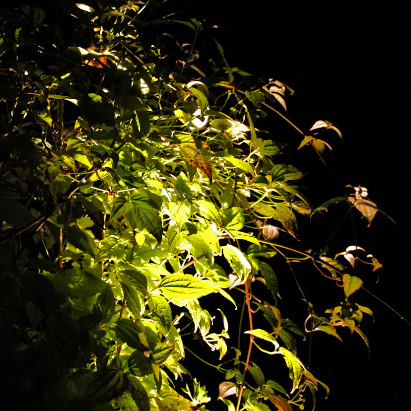 Markspot Lightson Luminus