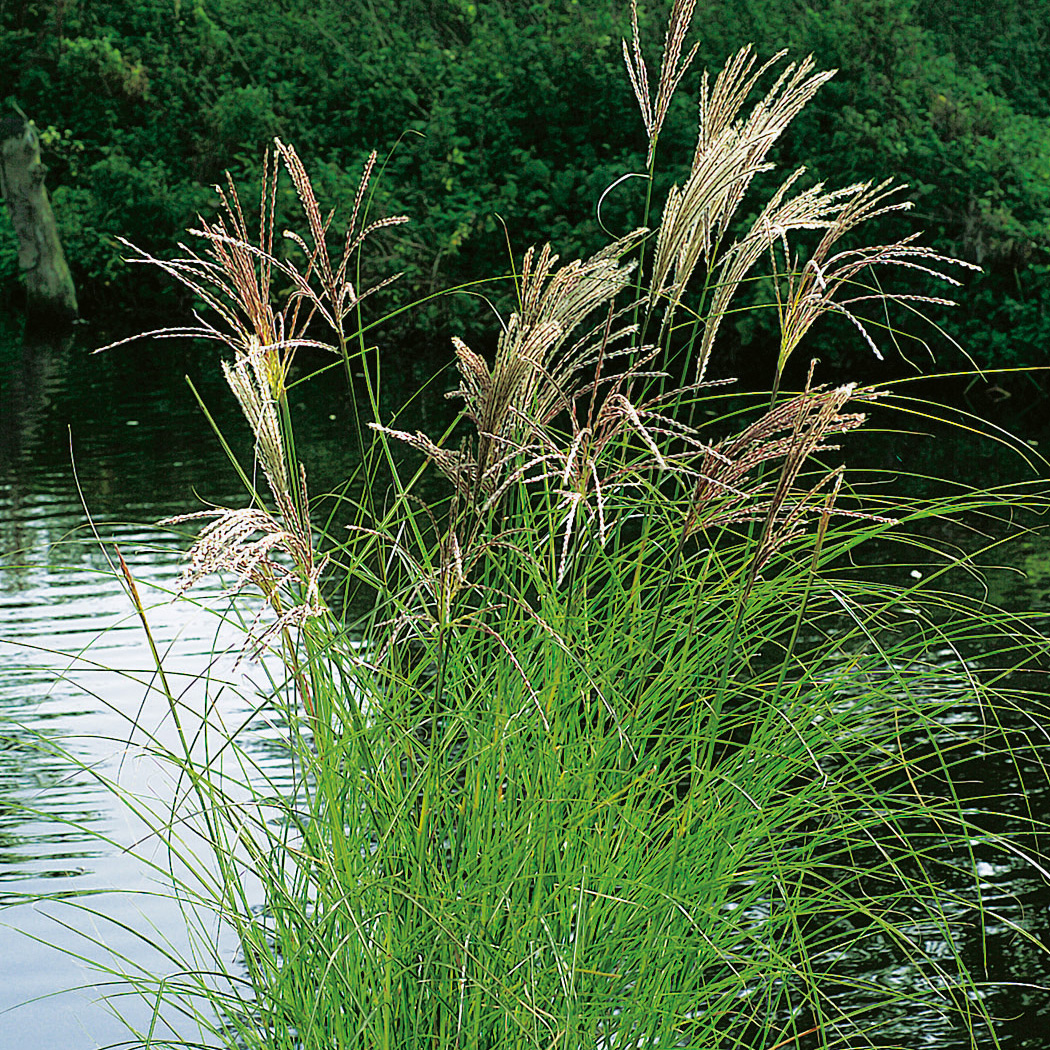 Prydnadsgräs Glansmiskantus Omnia Garden Japanskt Gräs Kleine Silberspinne
