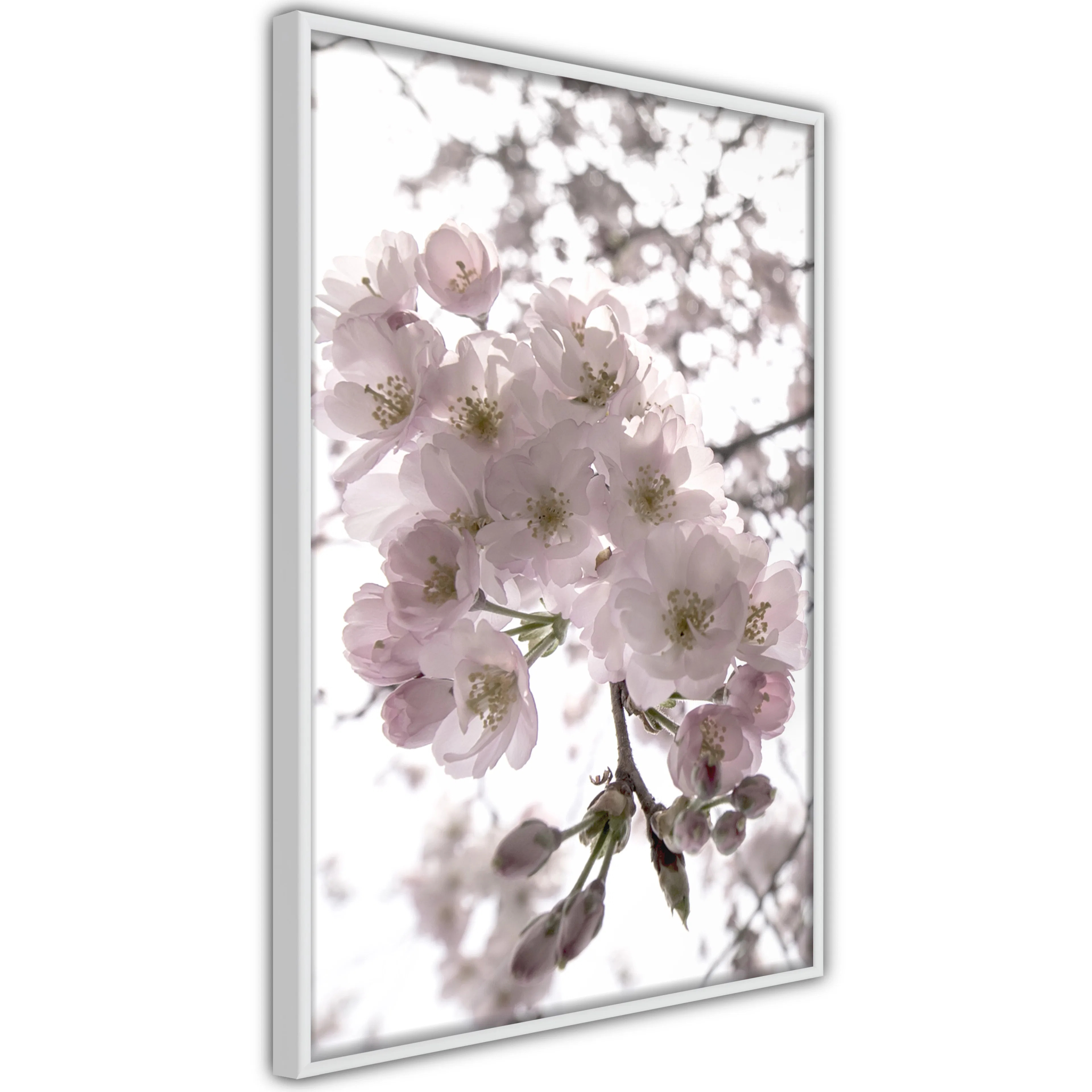Poster Artgeist Affisch Cherry Blossoms