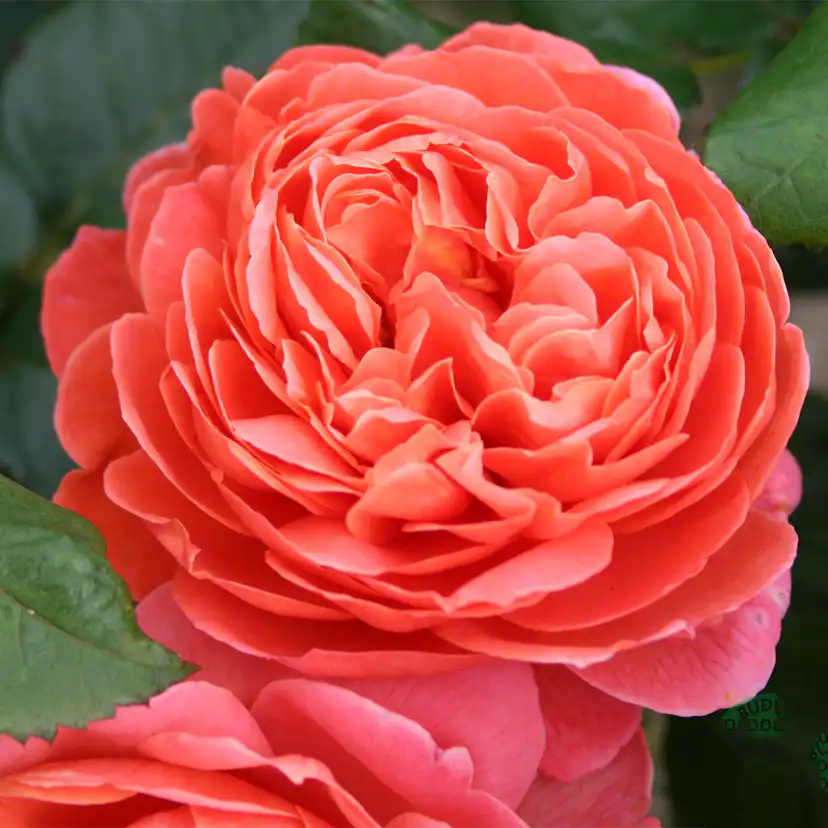 Storblommig Ros Omnia Garden Summer Song