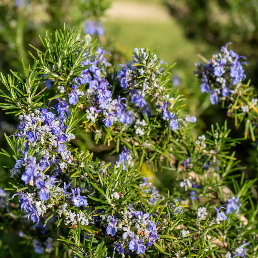 Prydnadsbuske Omnia Garden Rosmarin Salvia Rosmarinus