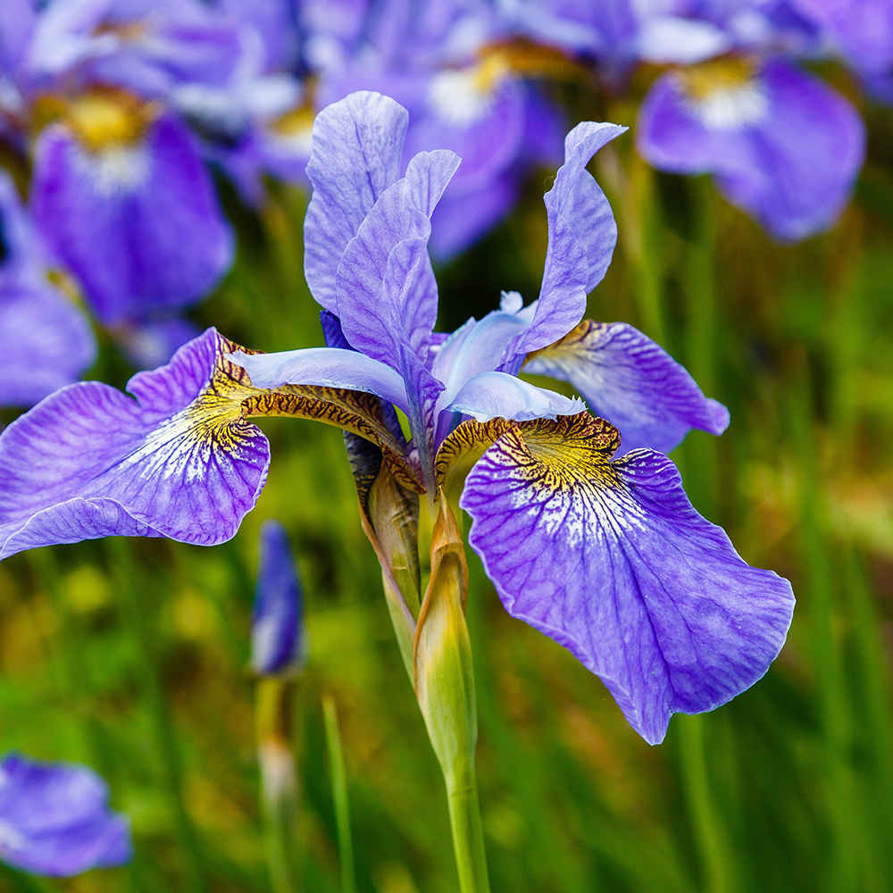 Perenn Omnia Garden Rabattiris Blue King Strandiris